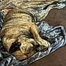 Moka Roo is registered to the contest to win money with this photo: animal, blanket, brindle, brown, calm, canine, comfort, cozy, curled_up, dog, fur, indoor, napping, paw, pet, relaxation, resting, sleeping, snuggling, soft_texture