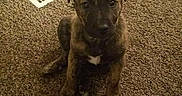 Moka Roo joined the competition — help win amazing prizes! puppy, dog, brown_carpet, indoor, pet, floor_vent, small_dog, young_dog, curious, animal, furniture, carpeted_floor, cute, sitting, domestic_animal, canine, brown_fur, young_puppy, alert, home