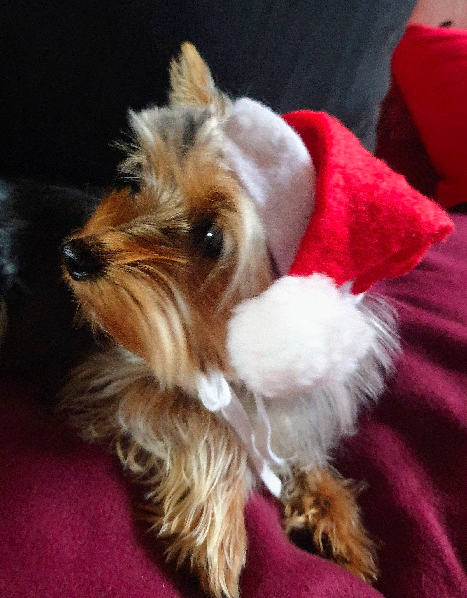 Lyla a rejoint le concours — aidez-le/la à gagner de superbes lots ! biewer_terrier, canidae, carnivore, companion_dog, dog, dog_breed, dog_collar, dog_supply, event, fashion_accessory, fawn, fur, liver, maltepoo, non_sporting_group, small_terrier, sporting_group, terrier, toy_dog, working_animal