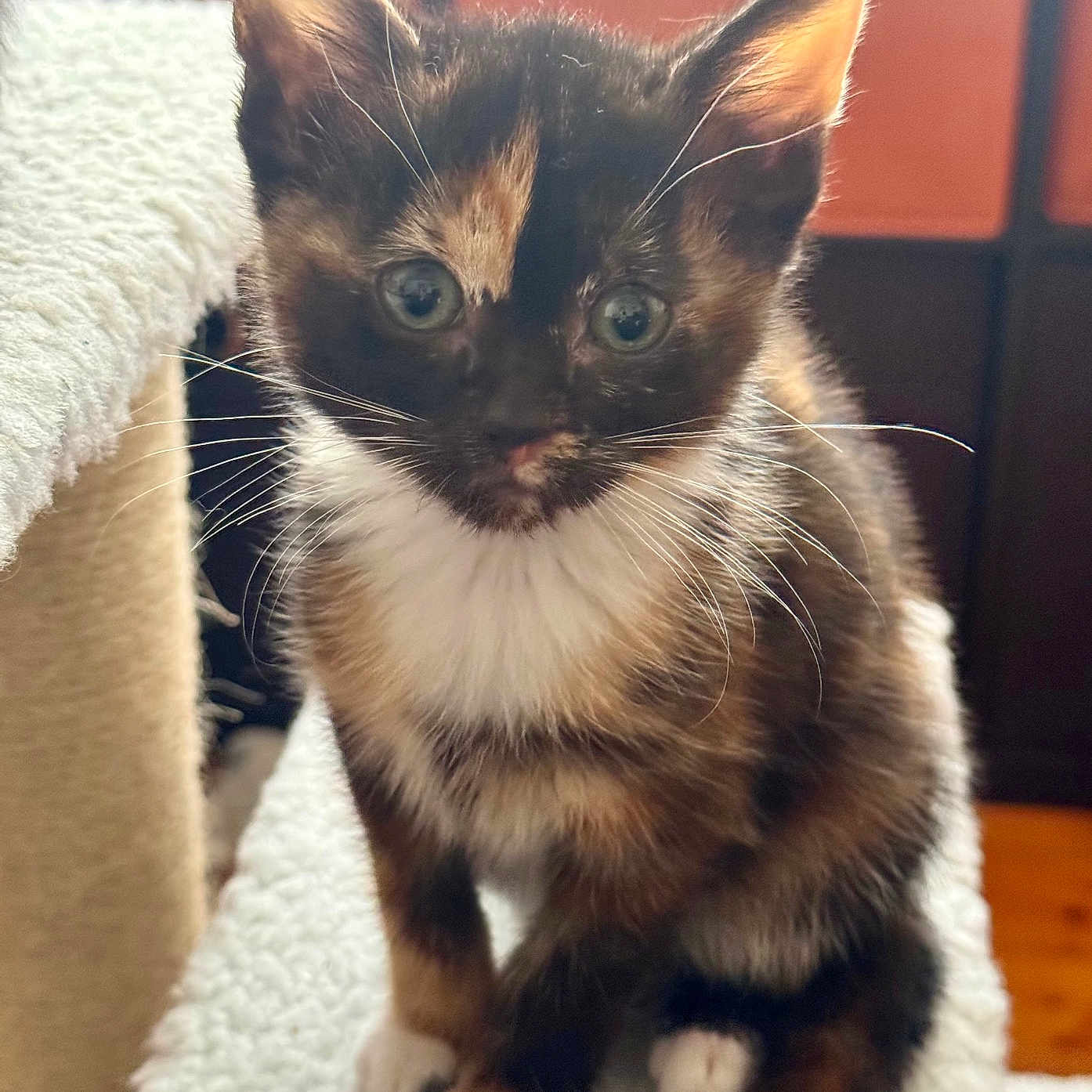 Ember joined the competition — help win amazing prizes! animal, carpet, cat, closeup, curious, cute, domestic, ears, feline, fur, indoor, kitten, paws, pet, sitting, small, soft, tortoiseshell, whiskers, young