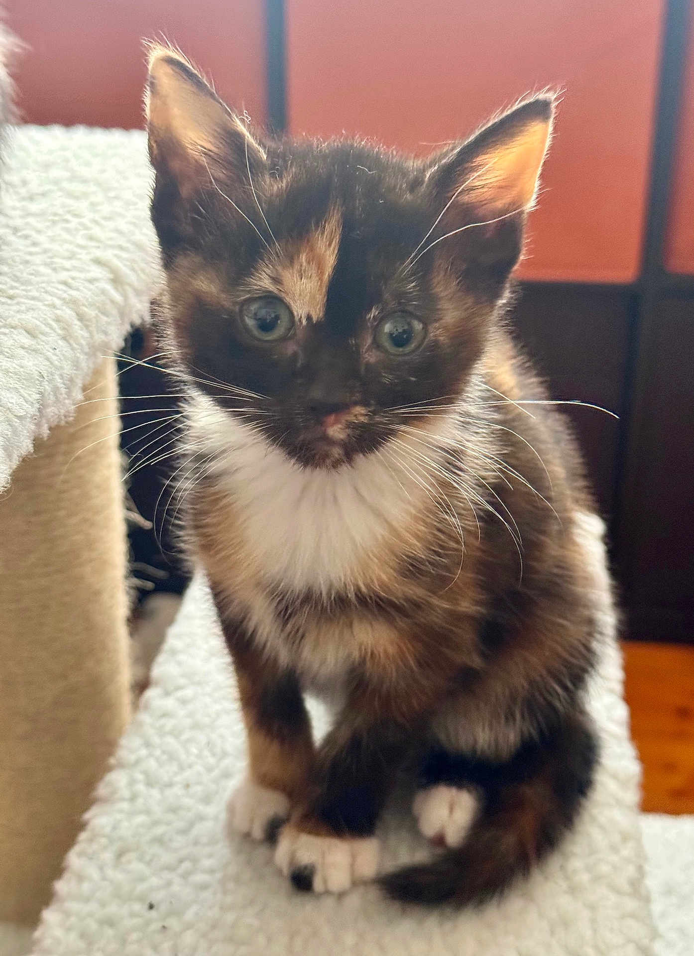 Ember joined the competition — help win amazing prizes! kitten, cat, tortoiseshell, young, fur, whiskers, ears, paws, indoor, carpet, pet, cute, animal, small, curious, soft, closeup, sitting, feline, domestic