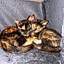 kitten, cat, tortoiseshell, sleepy, snuggling, pets, animal, fur, cute, resting, cozy, indoor, closeup, young, mammal, pair, domestic, whiskers, tail, ears