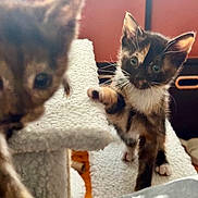 Ember is registered to the contest to win money with this photo: kitten, cat, pet, animal, feline, playing, paw, cat_tree, indoor, fur, whiskers, curious, cute, small, young, domestic, cozy, furniture, blurred, closeup