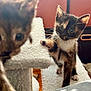 kitten, cat, pet, animal, feline, playing, paw, cat_tree, indoor, fur, whiskers, curious, cute, small, young, domestic, cozy, furniture, blurred, closeup