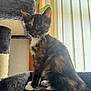 Ember is registered to the contest to win money with this photo: kitten, cat, tortoiseshell, pet, cat_tree, furniture, indoor, window, vertical_blinds, light, whiskers, fur, animal, cute, young, playful, domestic, resting, paws, ears