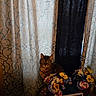 animal, artificial_flowers, bengal_cat, cat, curtains, decor, domestic_cat, fabric, family_photo, flowers, framed_photo, green, home, indoor, orange_brown, patterned_curtains, pet, purple, table, window