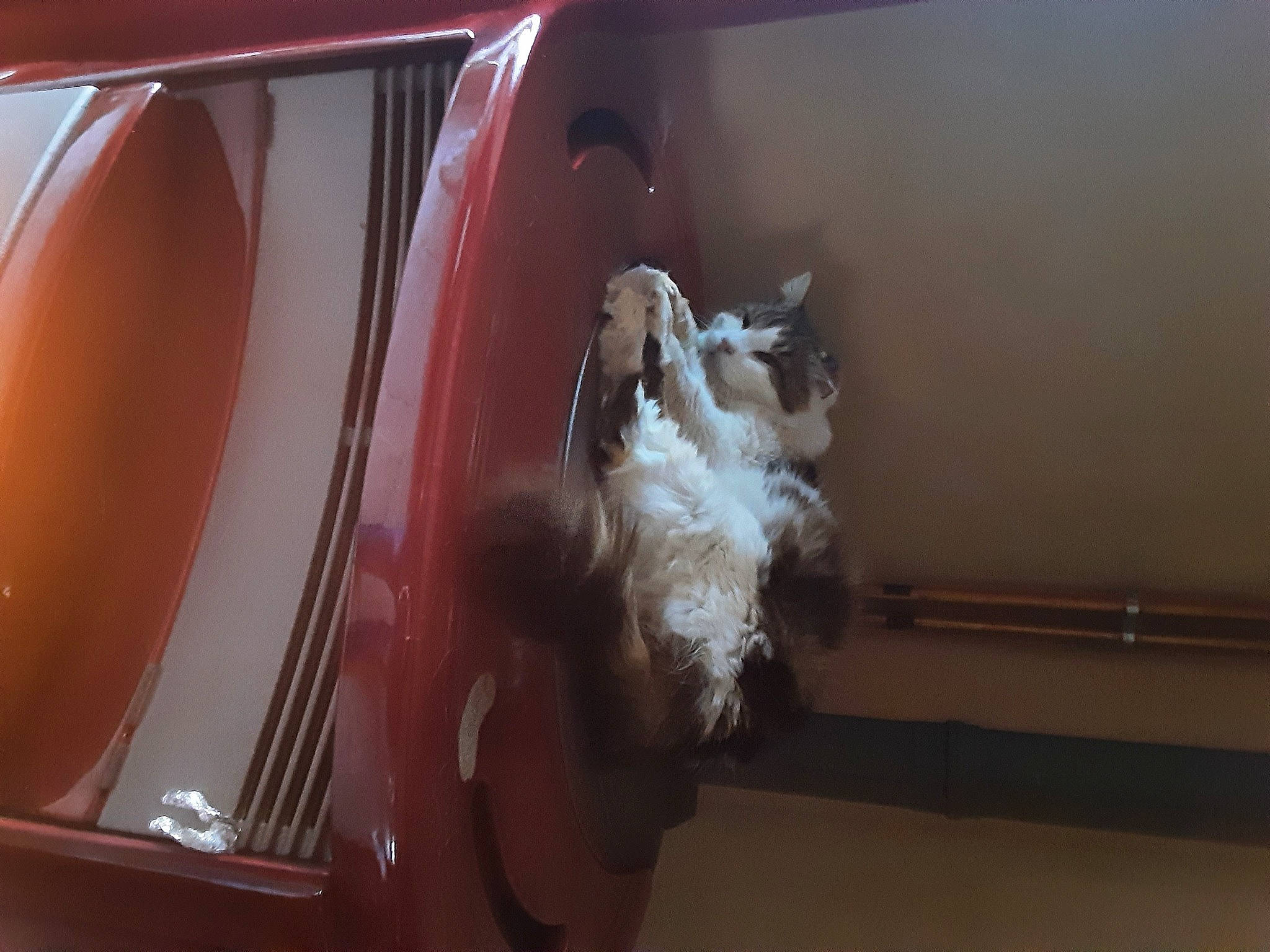 Minet a rejoint le concours — aidez-le/la à gagner de superbes lots ! antique_car, auto_part, automotive_design, automotive_exterior, automotive_lighting, bumper, car, classic, classic_car, family_car, fender, headlamp, hood, luxury_vehicle, motor_vehicle, personal_luxury_car, tints_and_shades, vehicle, vehicle_door, wood