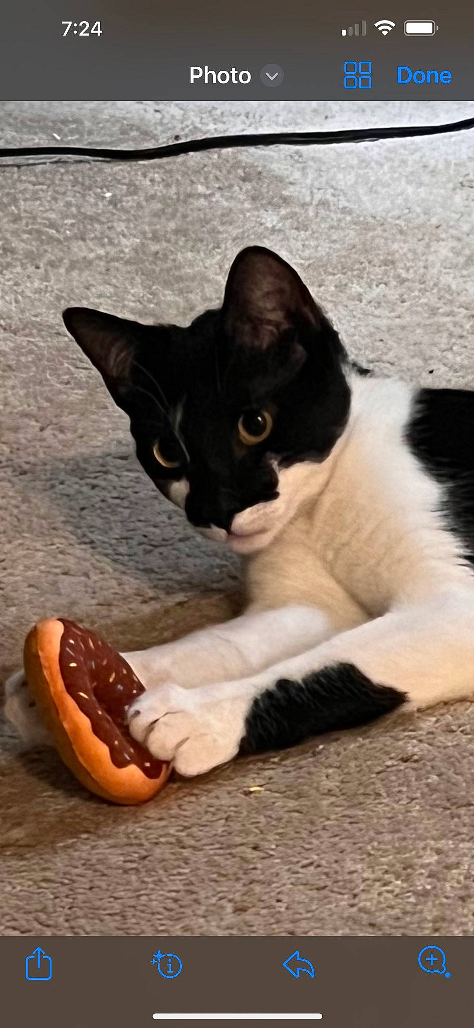 Louise is registered to the contest to win money with this photo: black_cat, carmine, carnivore, cat, comfort, domestic_short_haired_cat, felidae, food, foot, fruit, fur, musical_instrument, paw, sitting, small_to_medium_sized_cats, tail, whiskers