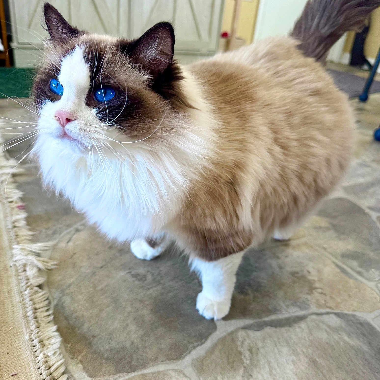 Iris joined the competition — help win amazing prizes! cat, blue_eyes, fluffy, indoor, floor, rug, fur, whiskers, tail, curious, pet, mammal, animal, domestic, closeup, looking_up, cozy, household, feline, cute