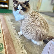 Iris is registered to the contest to win money with this photo: cat, fluffy, blue_eyes, indoor, rug, patterned_rug, feline, sitting, pet, animal, cozy, fur, looking_back, domestic_cat, whiskers, soft_lighting, home, cute, close_up, mammal