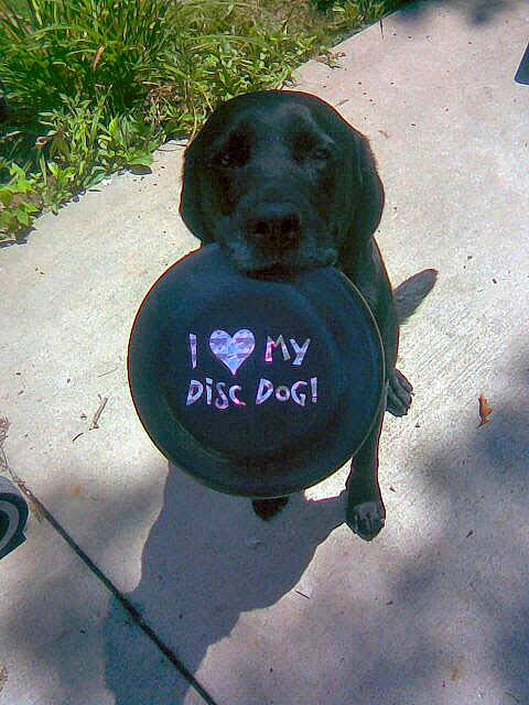 Joe Joe is registered to the contest to win money with this photo: canidae, carnivore, circle, companion_dog, dog, dog_breed, electric_blue, fashion_accessory, font, gas, grass, hat, liver, logo, personal_protective_equipment, plant, snout, sporting_group, toy, working_animal