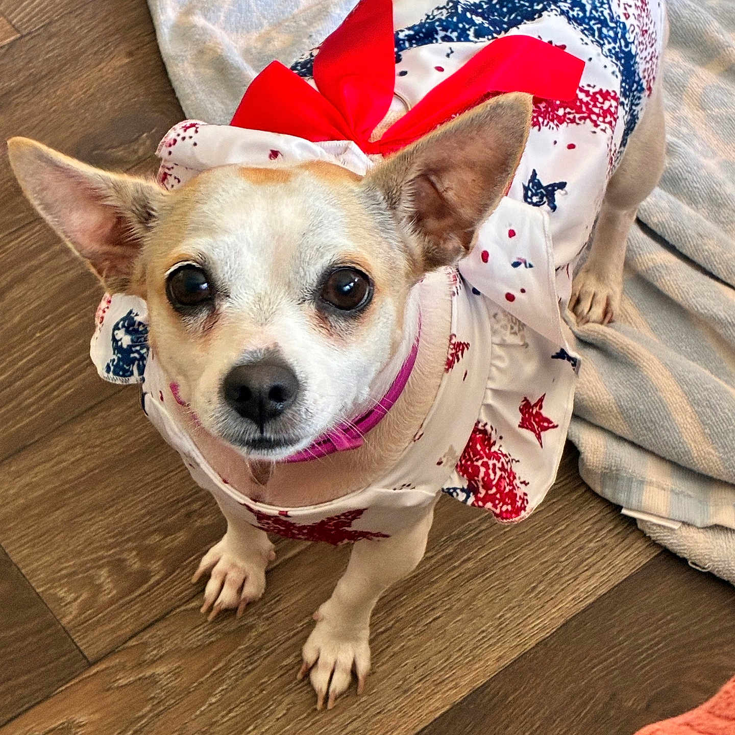 Ladybug joined the competition — help win amazing prizes! dog, small_dog, pet, clothing, dress, red_bow, wooden_floor, blanket, indoor, cute, animal, looking_up, ears, brown_and_white, costume, floor, domestic_animal, fur, companion, closeup