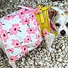 Ladybug joined the competition — help win amazing prizes! dog, small_dog, pet, animal, yellow_harness, flower_skirt, pink_flowers, white_fur, brown_spots, rocks, outdoor, curious, ears_up, standing, leash, colorful_clothing, closeup, portrait, daylight, nature
