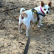 Ladybug is registered to the contest to win money with this photo: dog, small_dog, leash, harness, collar, outdoor, sand, ground, animal, pet, curious, walking, nature, daylight, ears, tail, canine, walk, brown_spots, looking_back