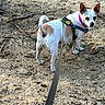 dog, small_dog, leash, harness, collar, outdoor, sand, ground, animal, pet, curious, walking, nature, daylight, ears, tail, canine, walk, brown_spots, looking_back