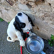 Bandit a rejoint le concours — aidez-le/la à gagner de superbes lots ! puppy, dog, black_and_white, floppy_ears, spotted_muzzle, leash, red_leash, metal_bowl, water_bowl, pavement, stone_wall, outdoors, sitting, close_up, pet, adorable, wet_nose, paw, greenery, reflection