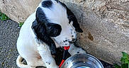 Bandit a rejoint le concours — aidez-le/la à gagner de superbes lots ! adorable, black_and_white, close_up, dog, floppy_ears, greenery, leash, metal_bowl, outdoors, pavement, paw, pet, puppy, red_leash, reflection, sitting, spotted_muzzle, stone_wall, water_bowl, wet_nose