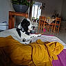 Bandit participe au concours pour gagner de l'argent avec cette photo : bed, black_and_white, blanket, cozy, curtains, dining_table, dog, floor_tiles, flower, furniture, home, indoor, pet, potted_plant, relaxing, resting, tablecloth, window, wooden_chair, wooden_table