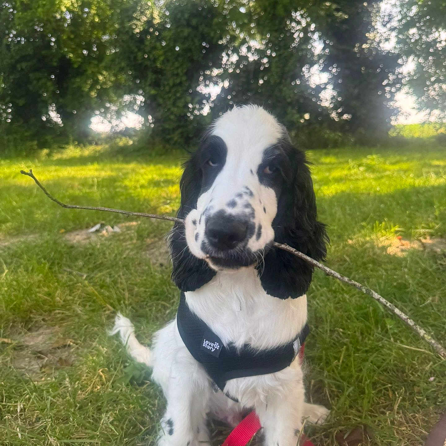 Bandit
