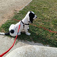 Bandit a rejoint le concours — aidez-le/la à gagner de superbes lots ! animal, black_and_white, canine, collar, cute, daytime, dog, fur, grass, leash, nature, outdoor, path, pet, puppy, resting, sidewalk, sitting, spot, young_dog