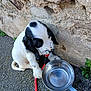 puppy, dog, black_and_white, floppy_ears, spotted_muzzle, leash, red_leash, metal_bowl, water_bowl, pavement, stone_wall, outdoors, sitting, close_up, pet, adorable, wet_nose, paw, greenery, reflection