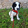 alert, animal, black_and_white, canine, cute, daylight, dog, fur, grass, greenery, leash, nature, orange_harness, outdoor, pet, puppy, sitting, small_dog, stone_wall, young_dog