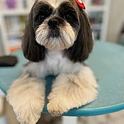 Saphir participe au concours pour gagner de l'argent avec cette photo : dog, pet, shih_tzu, fluffy, bow, table, indoor, close_up, cute, animal, fur, face, paws, black_and_white, domestic_animal, portrait, resting, looking_at_camera, blurred_background, companion