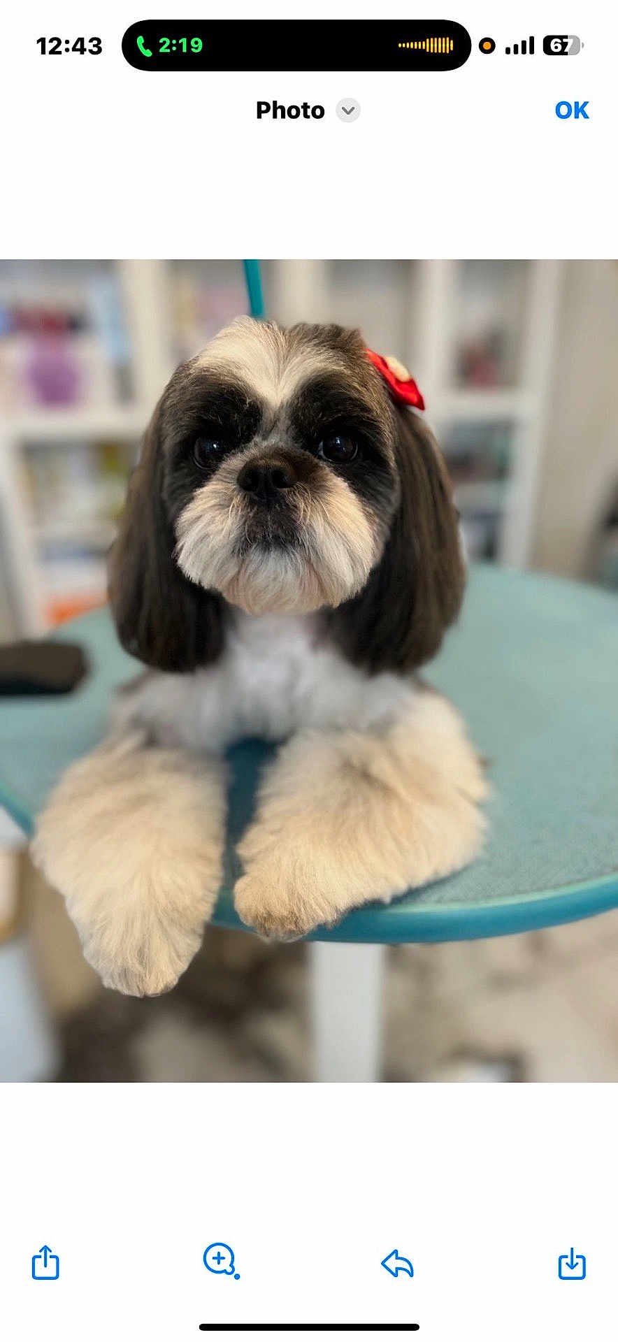 Saphir participe au concours pour gagner de l'argent avec cette photo : dog, pet, shih_tzu, fluffy, bow, table, indoor, close_up, cute, animal, fur, face, paws, black_and_white, domestic_animal, portrait, resting, looking_at_camera, blurred_background, companion