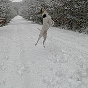 Gizmo a rejoint le concours — aidez-le/la à gagner de superbes lots ! dog, snow, jumping, forest, winter, trees, outdoor, animal, white, playful, path, nature, canine, cold, snowy, fur, leaping, daytime, landscape, happy