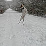 animal, canine, cold, daytime, dog, forest, fur, happy, jumping, landscape, leaping, nature, outdoor, path, playful, snow, snowy, trees, white, winter