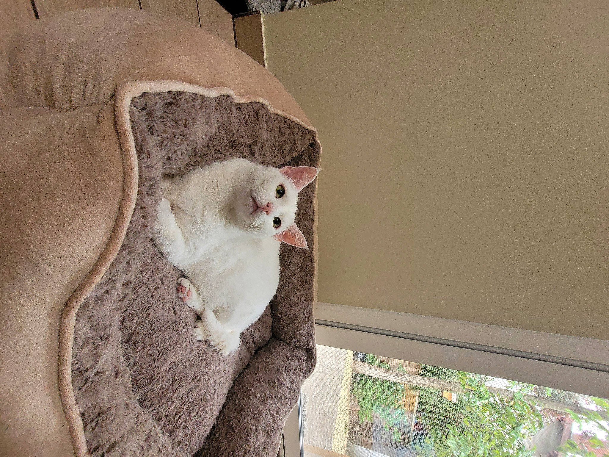 Mousse a rejoint le concours — aidez-le/la à gagner de superbes lots ! carnivore, cat, comfort, domestic_short_haired_cat, fawn, felidae, fur, hardwood, house, paw, pet_supply, plant, room, small_to_medium_sized_cats, tail, whiskers, window, window_covering, window_treatment, wood