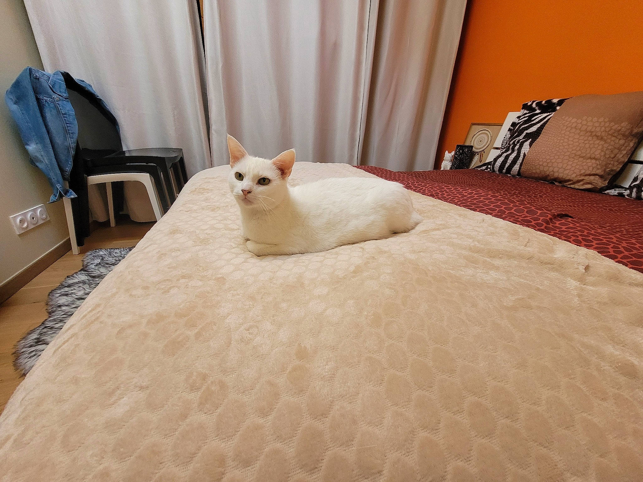 Mousse a rejoint le concours — aidez-le/la à gagner de superbes lots ! bedding, carnivore, cat, comfort, fawn, felidae, floor, flooring, furniture, grey, hardwood, interior_design, linens, pillow, room, small_to_medium_sized_cats, tail, textile, whiskers, wood