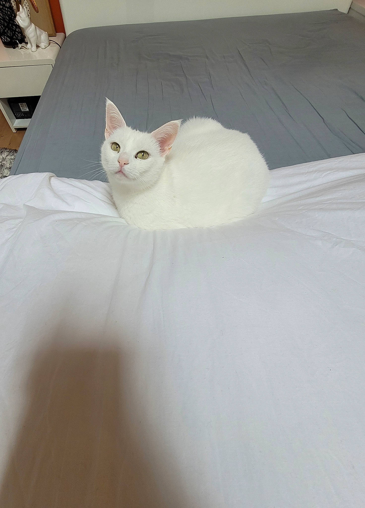 Mousse a rejoint le concours — aidez-le/la à gagner de superbes lots ! bedding, carnivore, cat, comfort, domestic_short_haired_cat, fawn, felidae, flooring, formal_wear, fur, hardwood, linens, paw, peach, room, small_to_medium_sized_cats, tail, whiskers, wood