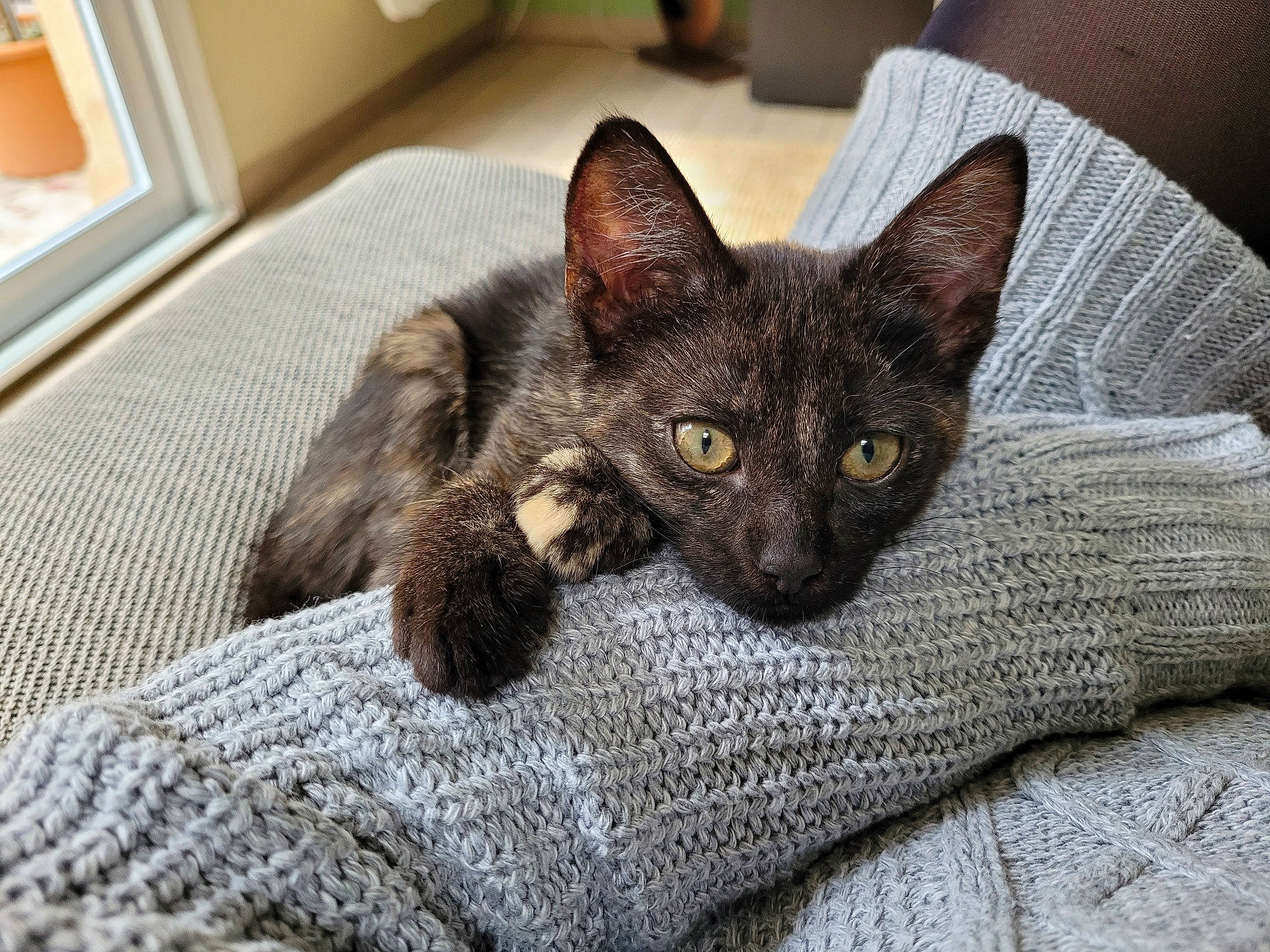 Plume participe au concours pour gagner de l'argent avec cette photo : black_cat, bombay, carnivore, cat, cat_furniture, cat_supply, claw, comfort, domestic_short_haired_cat, eye, fawn, felidae, fur, grey, havana_brown, linens, small_to_medium_sized_cats, snout, tail, whiskers