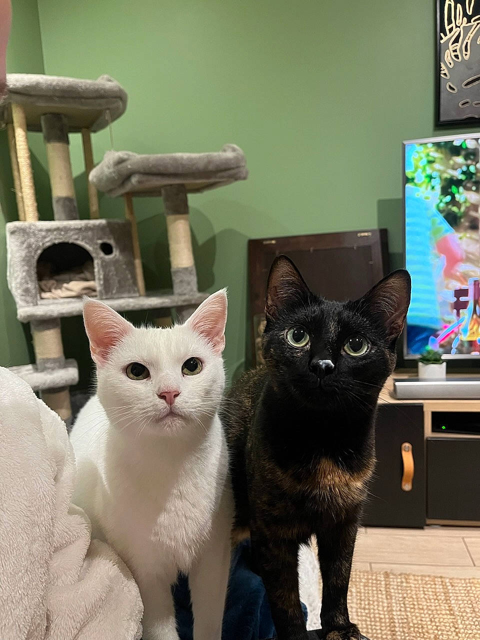 Le Duo a rejoint le concours — aidez-le/la à gagner de superbes lots ! carnivore, cat, cat_furniture, cat_supply, computer_keyboard, computer_monitor, domestic_short_haired_cat, felidae, fur, mammal, peripheral, pet_supply, picture_frame, room, small_to_medium_sized_cats, tail, television, vertebrate, whiskers, window