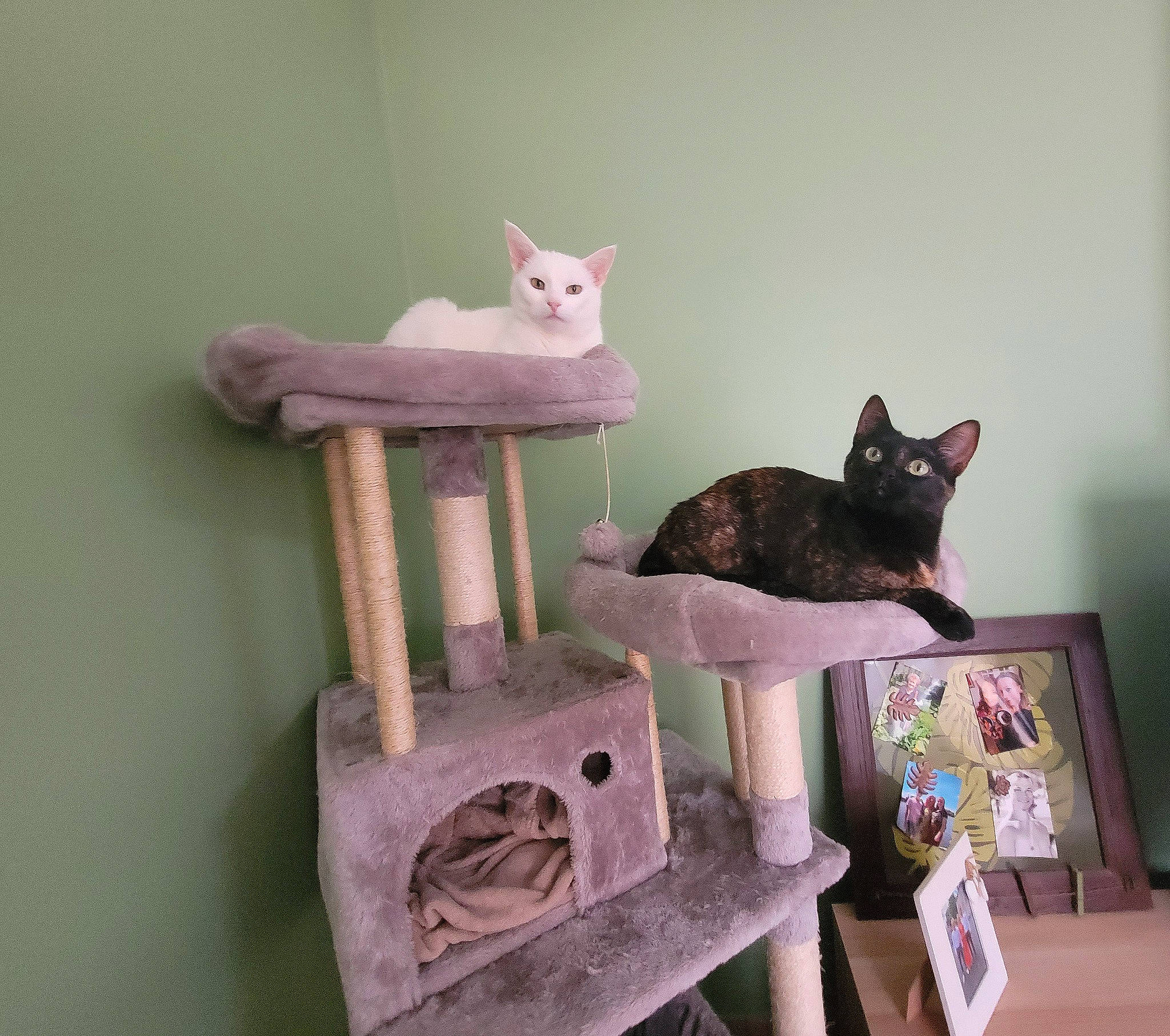 Le Duo a rejoint le concours — aidez-le/la à gagner de superbes lots ! art, carnivore, cat, cat_supply, chair, creative_arts, domestic_short_haired_cat, felidae, grey, house, magenta, pet_supply, purple, shelf, shelving, small_to_medium_sized_cats, tail, whiskers, window, wood