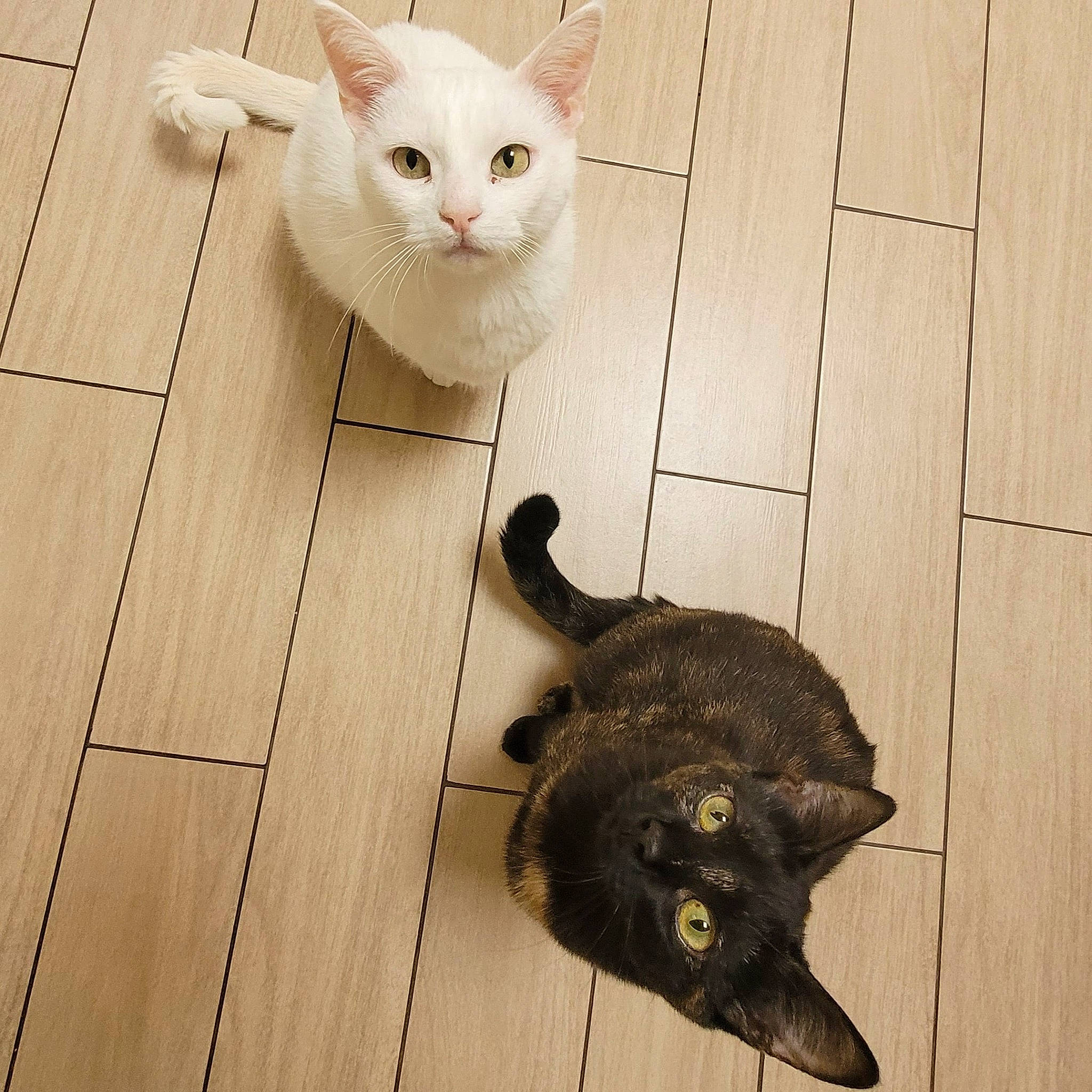 Le Duo a rejoint le concours — aidez-le/la à gagner de superbes lots ! carnivore, cat, domestic_short_haired_cat, fawn, felidae, floor, flooring, fur, grey, hardwood, leg, paw, plant, small_to_medium_sized_cats, snout, tail, whiskers, wood, wood_flooring, wood_stain