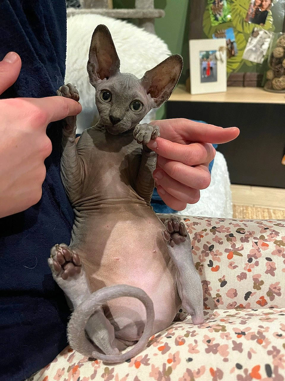 Chouquette a rejoint le concours — aidez-le/la à gagner de superbes lots ! carnivore, cat, comfort, domestic_short_haired_cat, ear, fawn, felidae, finger, fur, gesture, nail, paw, picture_frame, small_to_medium_sized_cats, snout, thumb, whiskers, wrinkle