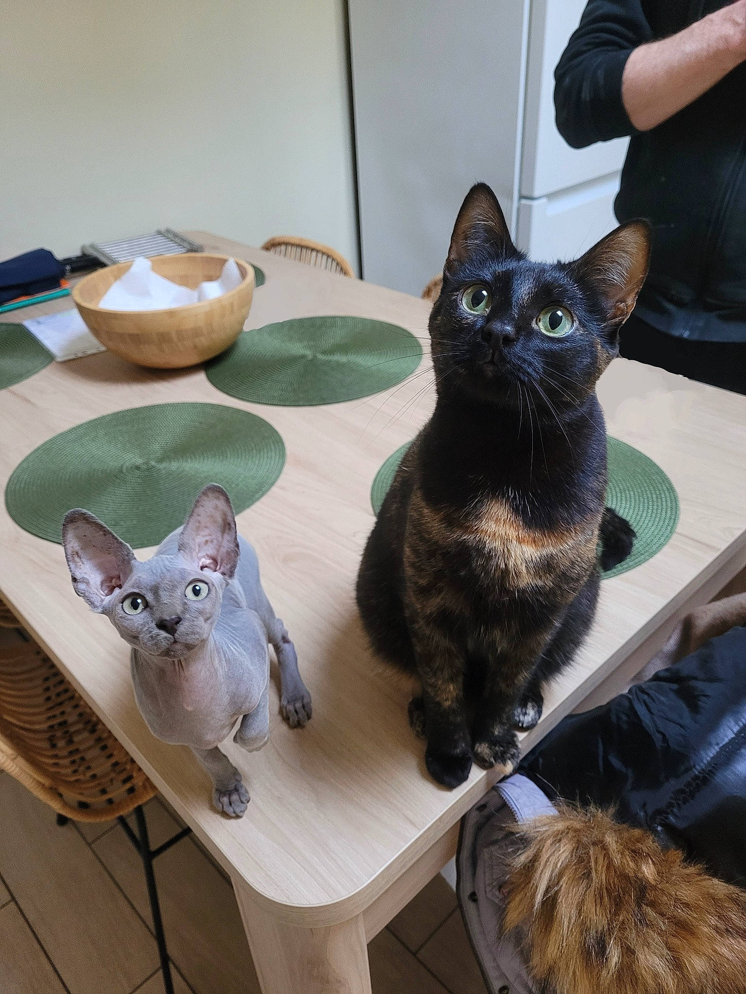 Chouquette a rejoint le concours — aidez-le/la à gagner de superbes lots ! art, black_cat, carnivore, cat, chair, comfort, domestic_short_haired_cat, felidae, fur, grey, paw, sitting, small_to_medium_sized_cats, snout, table, tableware, tail, whiskers