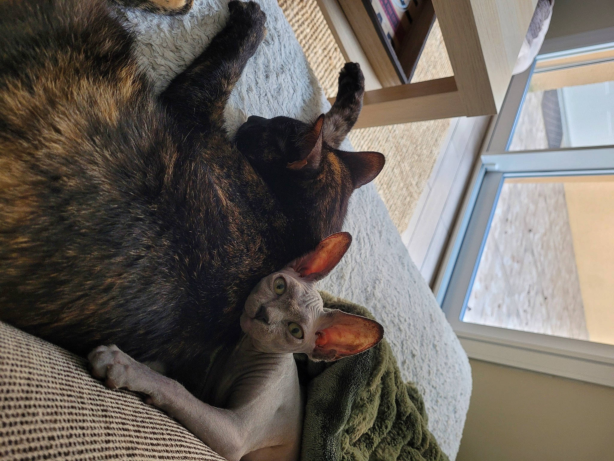 Chouquette participe au concours pour gagner de l'argent avec cette photo : canidae, carnivore, claw, comfort, companion_dog, dog_breed, domestic_short_haired_cat, fawn, felidae, fur, grey, nap, paw, small_to_medium_sized_cats, sporting_group, tail, whiskers, wildlife, window, wood