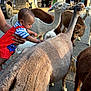 Apollo joined the competition — help win amazing prizes! baby, child, alpaca, animal, pet, outdoor, daylight, farm, fur, curious, person, hand, clothing, romper, vehicle, truck, garage, asphalt, livestock, nature