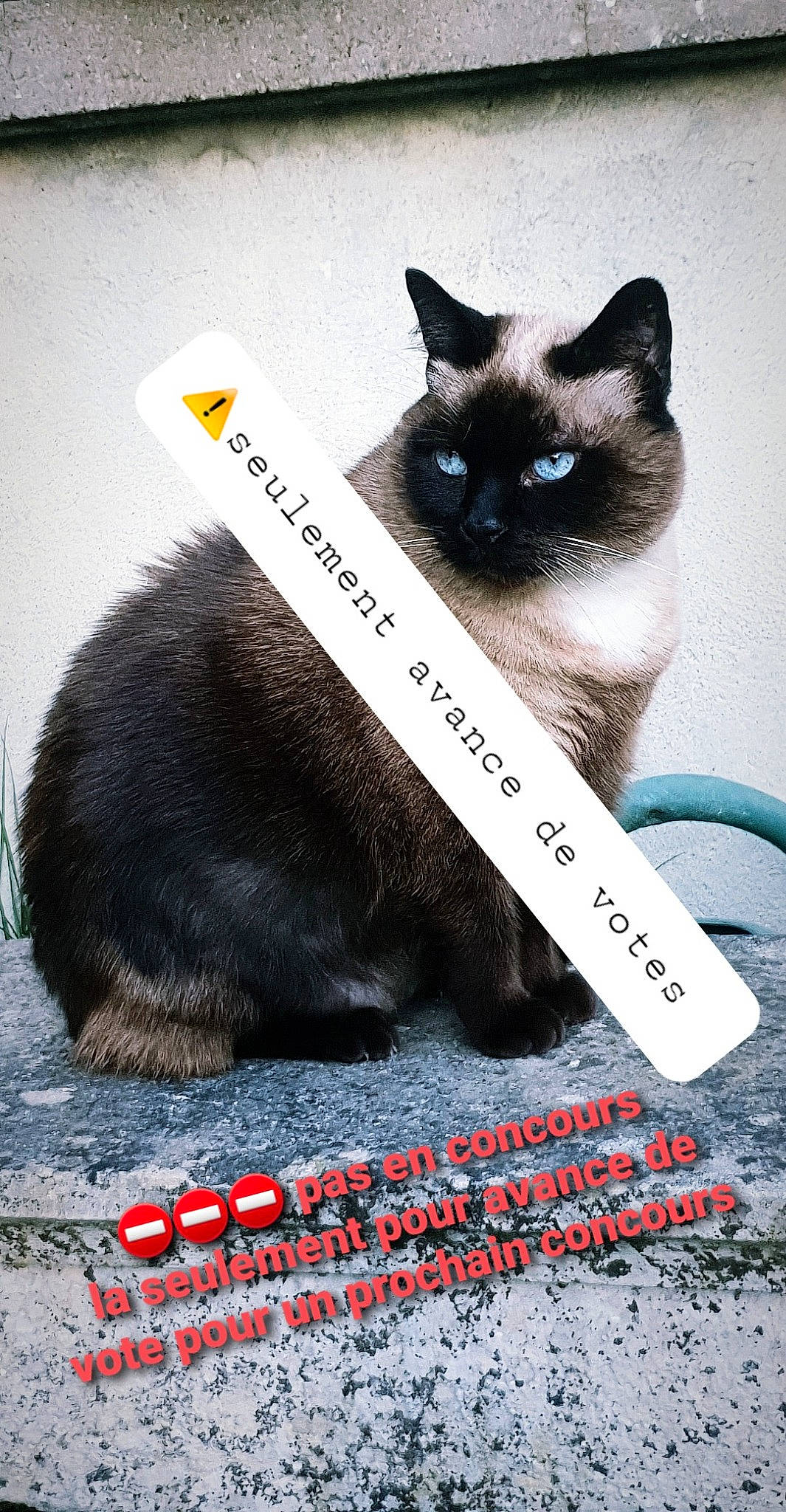 Havane a rejoint le concours — aidez-le/la à gagner de superbes lots ! black, carnivore, cat, cat_supply, electric_blue, felidae, font, fur, iris, mammal, pet_supply, photo_caption, siamese, small_to_medium_sized_cats, snout, tail, terrestrial_animal, vertebrate, whiskers, white