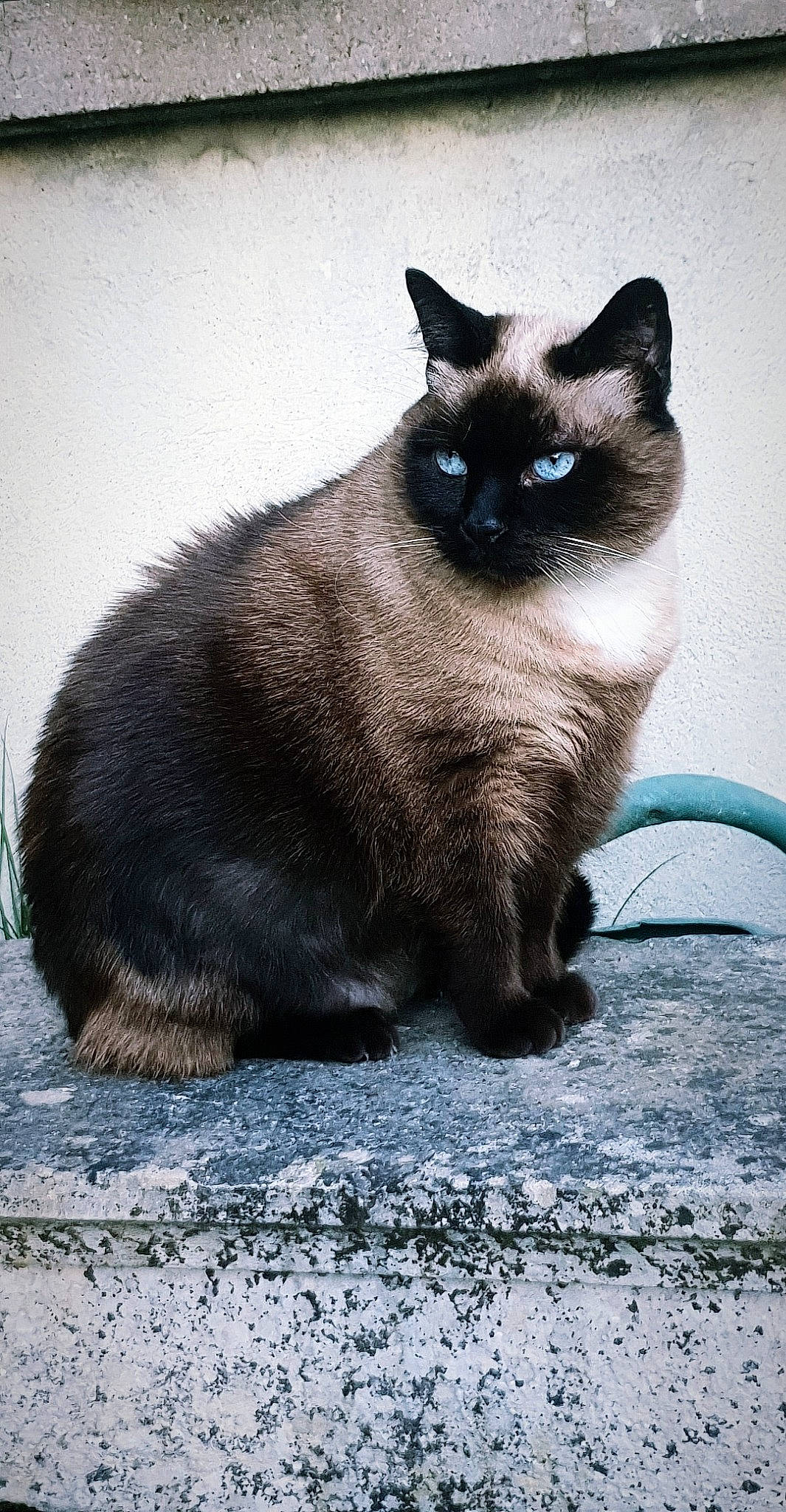 Havane a rejoint le concours — aidez-le/la à gagner de superbes lots ! carnivore, cat, domestic_short_haired_cat, electric_blue, fawn, felidae, fur, iris, siamese, small_to_medium_sized_cats, snout, tail, terrestrial_animal, whiskers