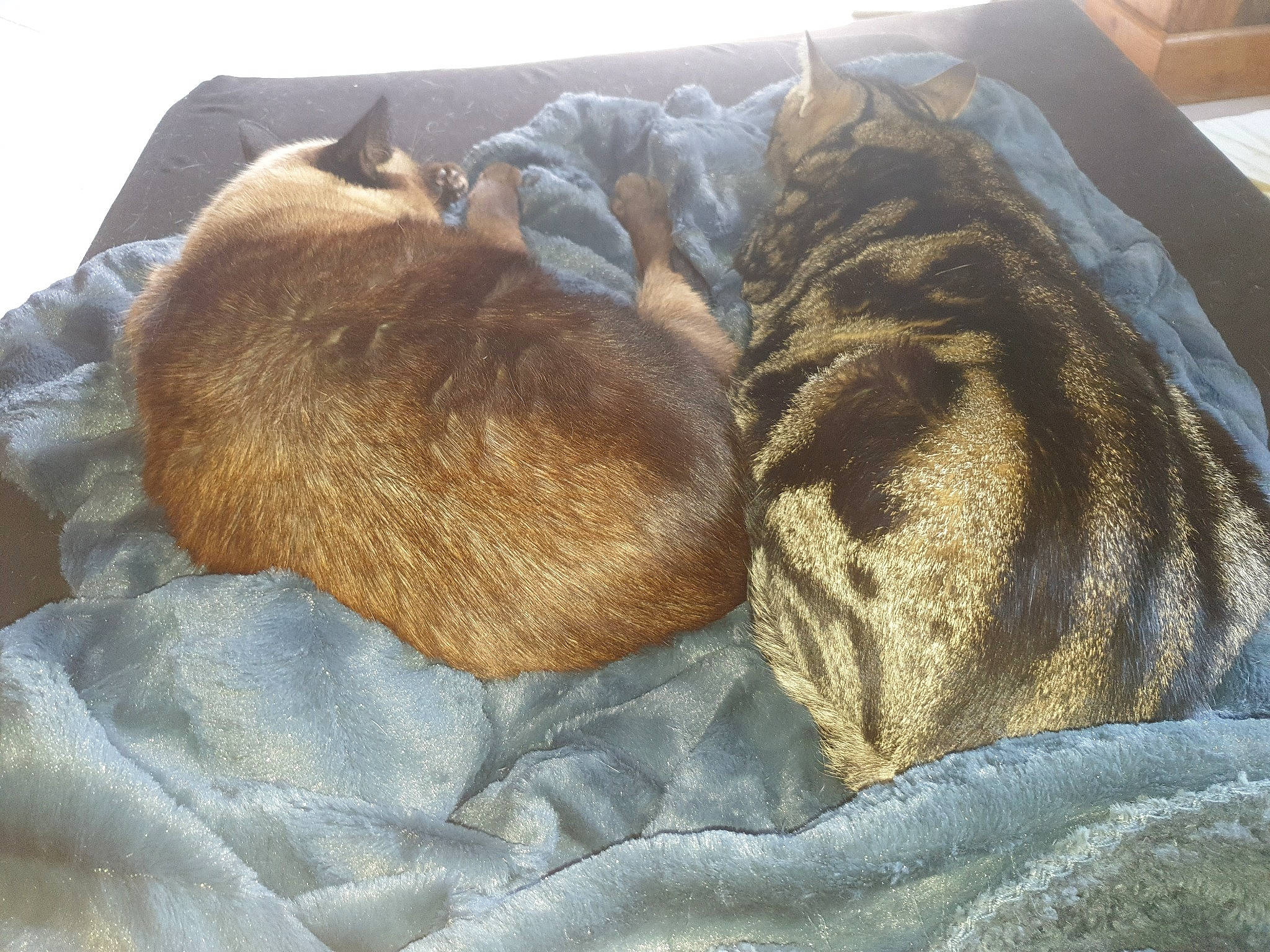 Havane a rejoint le concours — aidez-le/la à gagner de superbes lots ! bedding, blanket, canidae, carnivore, comfort, dog_breed, fawn, felidae, fur, linens, liver, nap, sleep, small_to_medium_sized_cats, sporting_group, tail, thread, whiskers, wood, wool