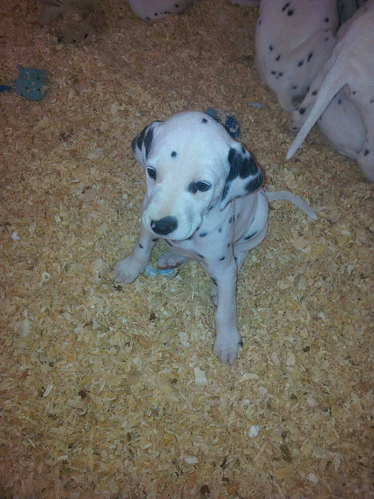 Haley participe au concours pour gagner de l'argent avec cette photo : canidae, carnivore, companion_dog, dog, dog_breed, fawn, mammal, non_sporting_group, snout, soil, sporting_group, tail, terrestrial_animal, working_animal