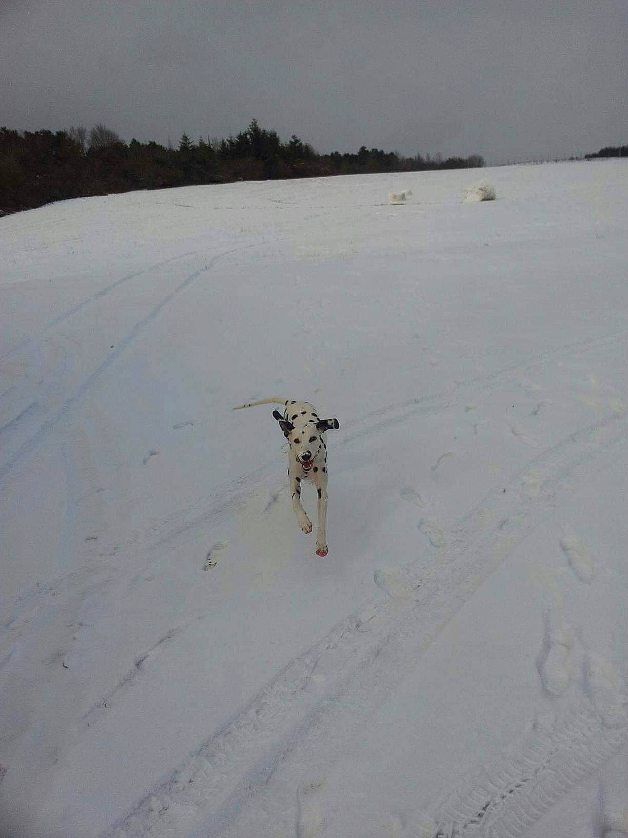 Haley participe au concours pour gagner de l'argent avec cette photo : arctic, canidae, carnivore, dog, dog_breed, fawn, freezing, landscape, ocean, recreation, sand, shadow, sky, slope, snow, sporting_group, tail, winter, wood, working_animal
