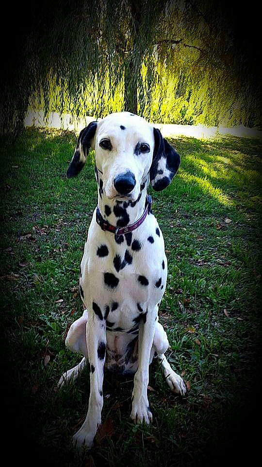 Haley a rejoint le concours — aidez-le/la à gagner de superbes lots ! canidae, carnivore, companion_dog, dalmatian, dog, dog_breed, dog_collar, dog_supply, fawn, grass, paw, pet_supply, plant, shadow, snout, sporting_group, tail, terrestrial_animal, tree, working_animal