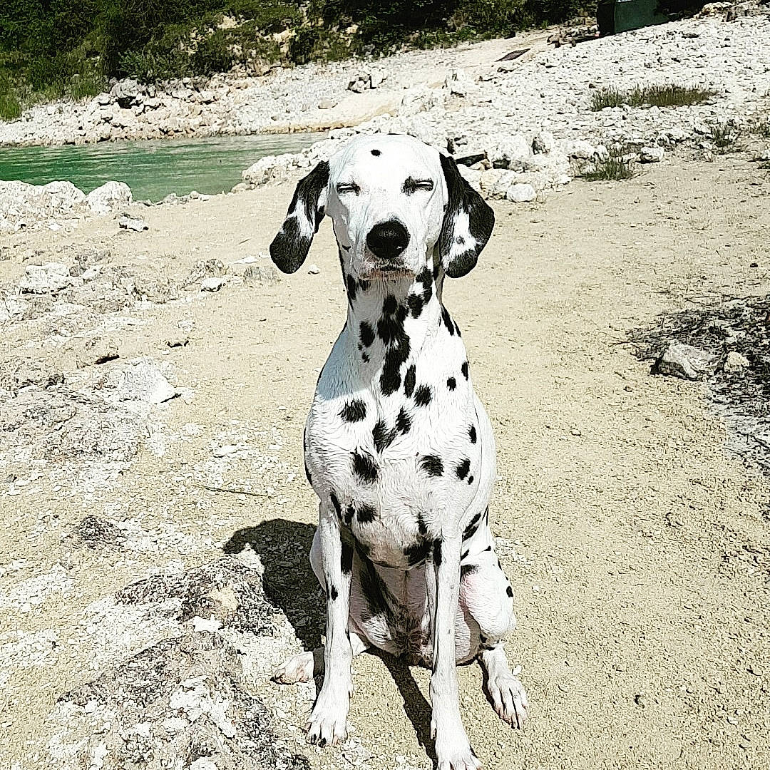 Haley a rejoint le concours — aidez-le/la à gagner de superbes lots ! canidae, carnivore, collar, companion_dog, dalmatian, dog, dog_breed, dog_collar, dog_supply, fawn, monochrome_photography, paw, plant, snout, soil, sporting_group, tail, terrestrial_animal, working_animal, working_dog