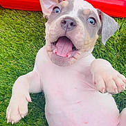 Blue is registered to the contest to win money with this photo: puppy, dog, grass, red_object, animal, pet, cute, young, playful, outdoor, fur, white, brown, ears, mouth_open, tongue, nails, nose, eyes, lying_down