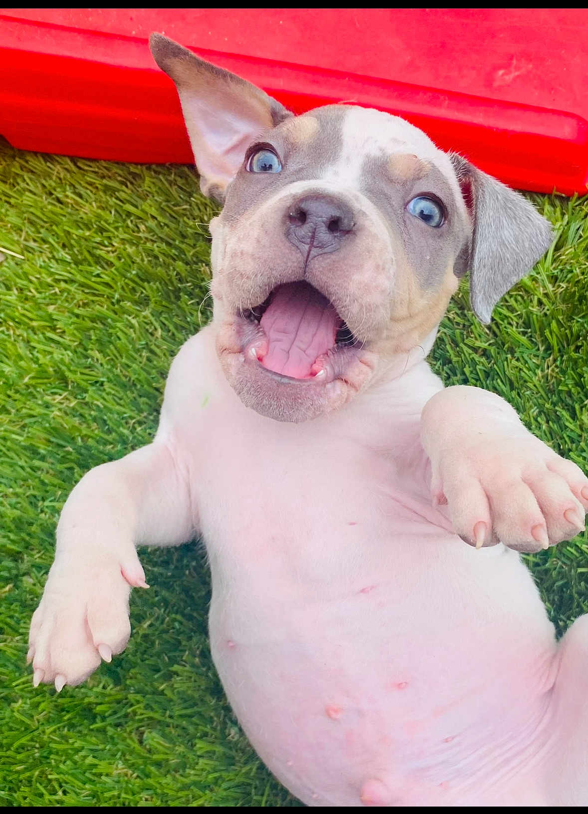 Blue is registered to the contest to win money with this photo: puppy, dog, grass, red_object, animal, pet, cute, young, playful, outdoor, fur, white, brown, ears, mouth_open, tongue, nails, nose, eyes, lying_down